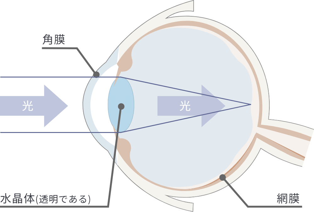 健康な眼球